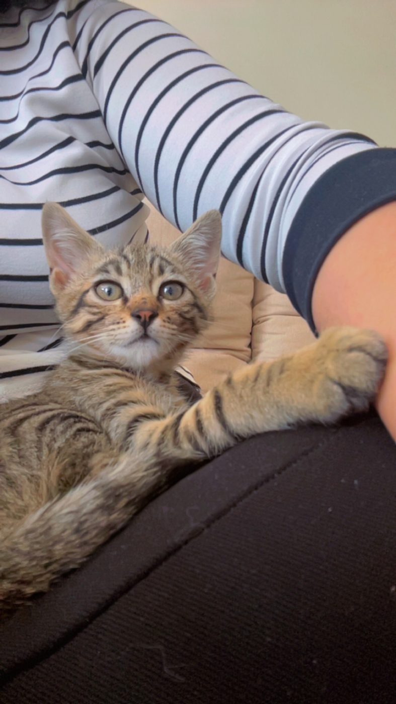 A tabby kitten resting on an arm